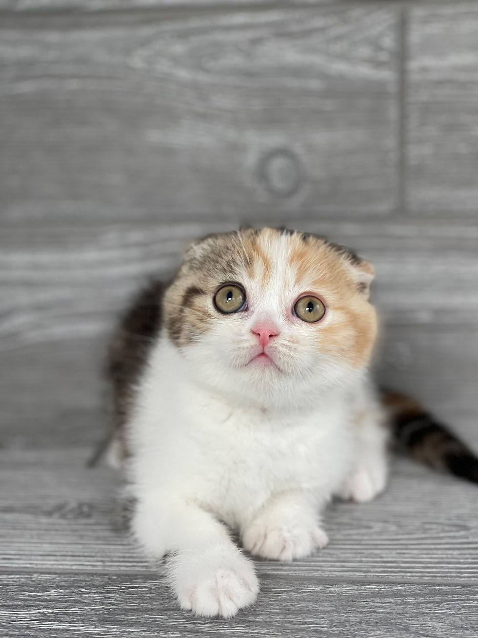 Thumbnail: Scottish Fold girl "Mango", Calico (f03627382)