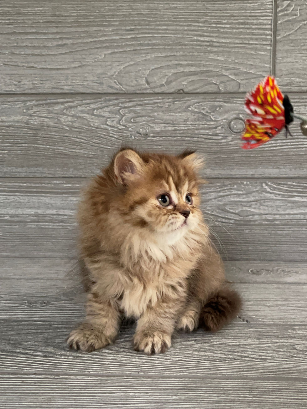 Thumbnail: "Toffy" Scottish Straight Longhaired girl, Chocolate Tortie (h24627181)