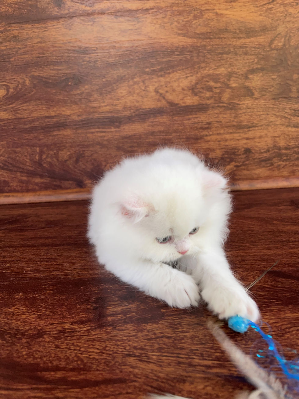 Thumbnail: "Cottonball", Scottish Straight Highland boy, White (w)