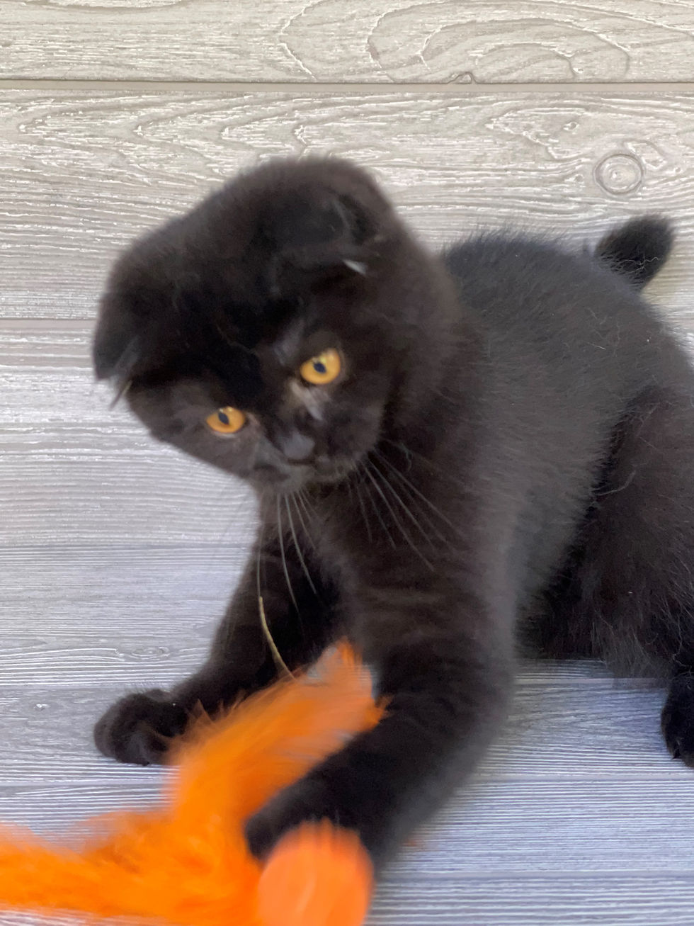Thumbnail: "Matvey" Scottish Fold boy, Black (n627382)