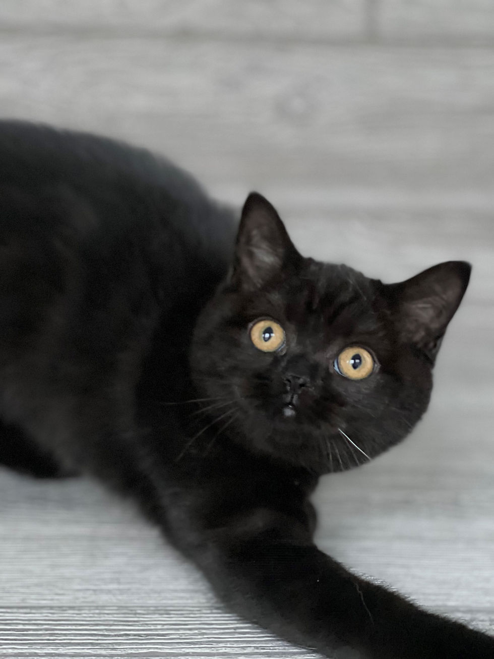 Thumbnail: "Kitya" Scottish Straight girl, Black (n627182)