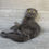 Thumbnail: "Glasha" Scottish Fold female; Blue (a627382); DOB 04/14/24