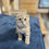 Thumbnail: "Doocya" Scottish Fold girl,Chocolate Mackerel Torbie (b2523627382) DOB 04/23/25