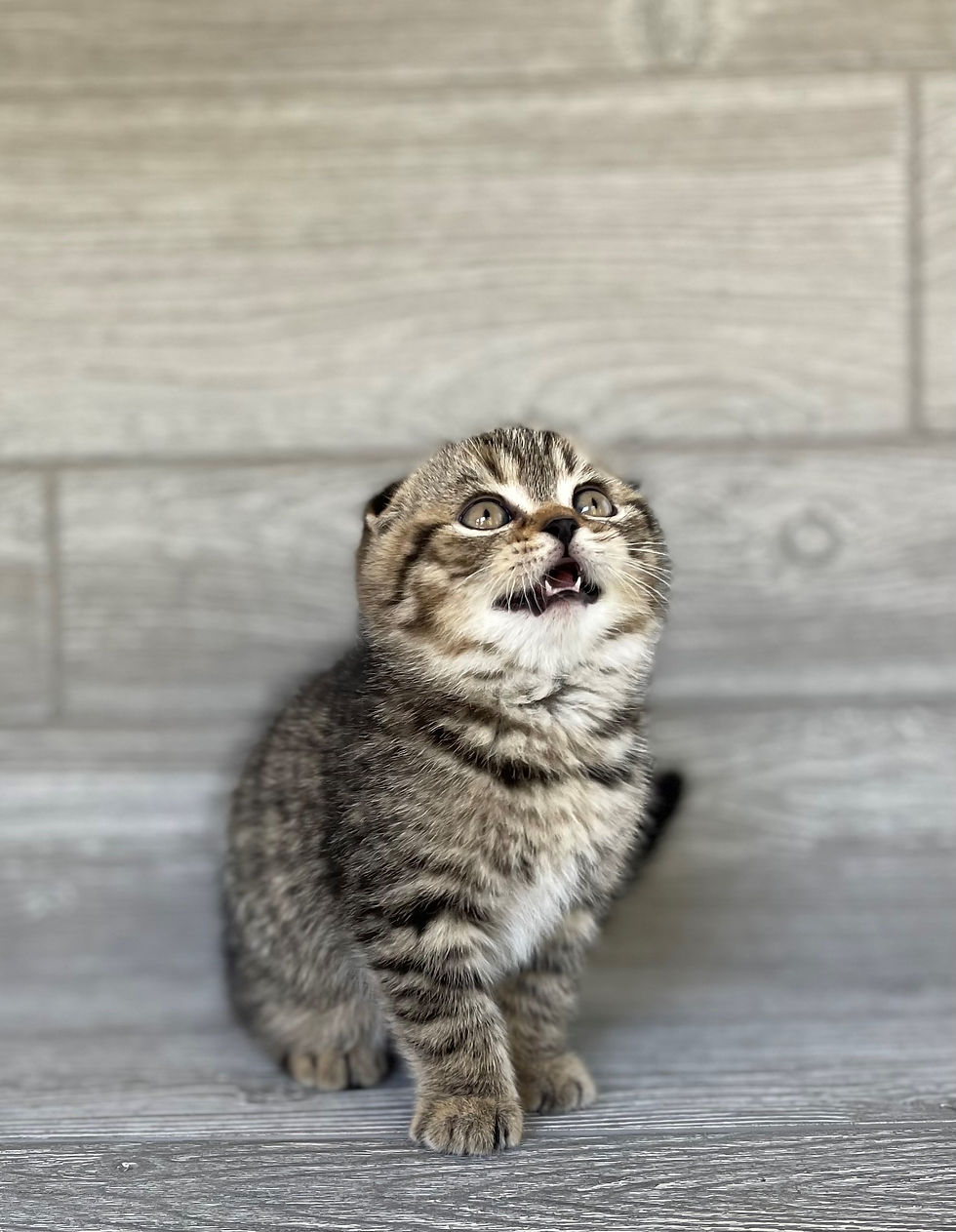 Thumbnail: "Bruce" Scottish Fold, BOY. Black/Amber Mackerel Tabby (nt23627382)