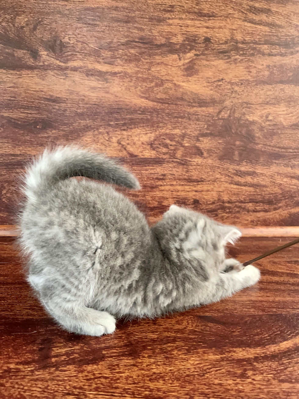 Thumbnail: "Margosha" Scottish Straight girl, Silver Blue Mackerel tabby, sa23