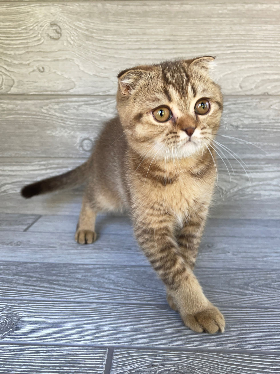 Thumbnail: "Tishka" Scottish Fold boy, Ticked Chocolate Tabby (b25627382)