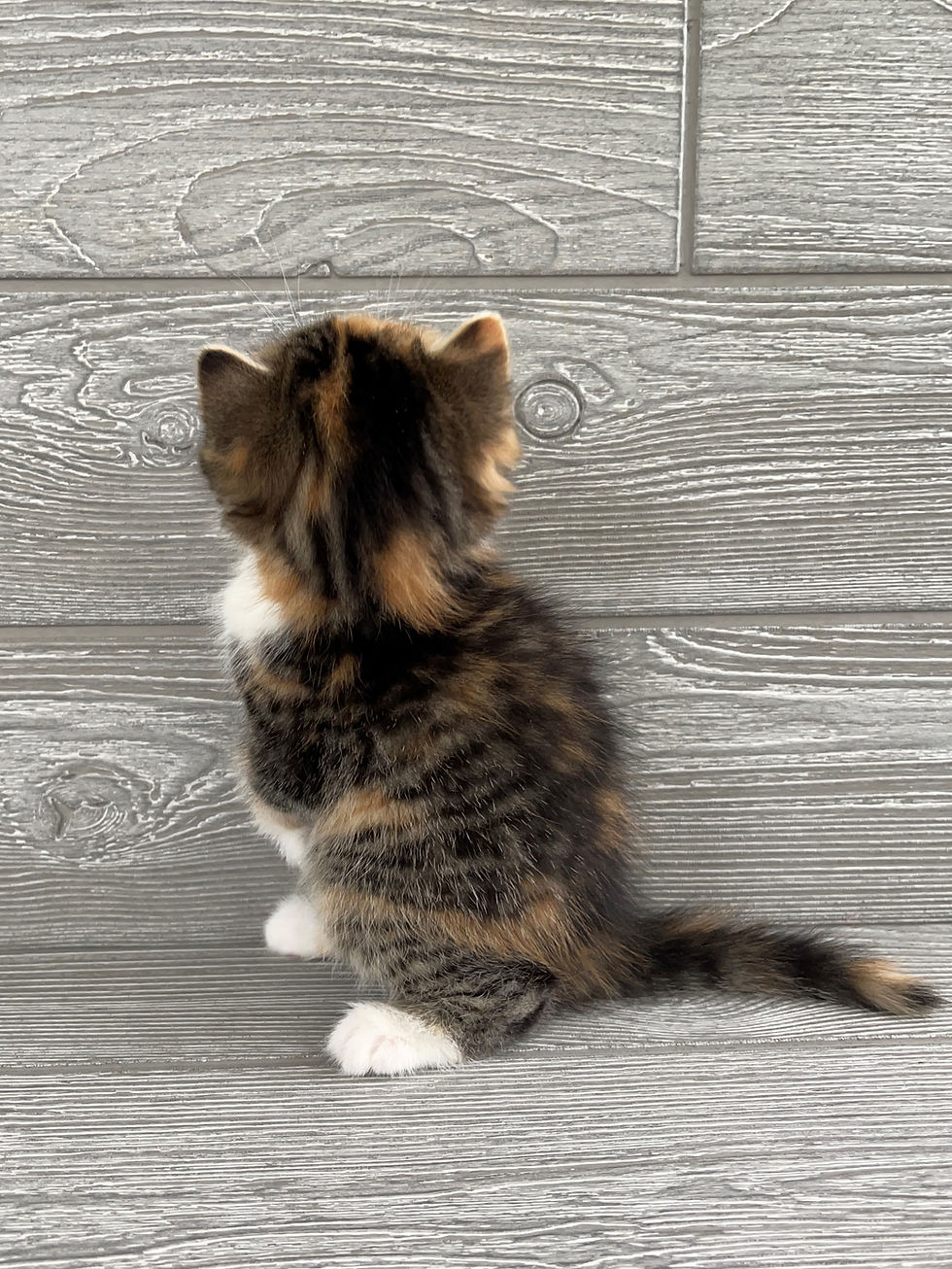 Thumbnail: "Anita", Scottish Straight girl, Spotted Tabby Black Tortie (f24)