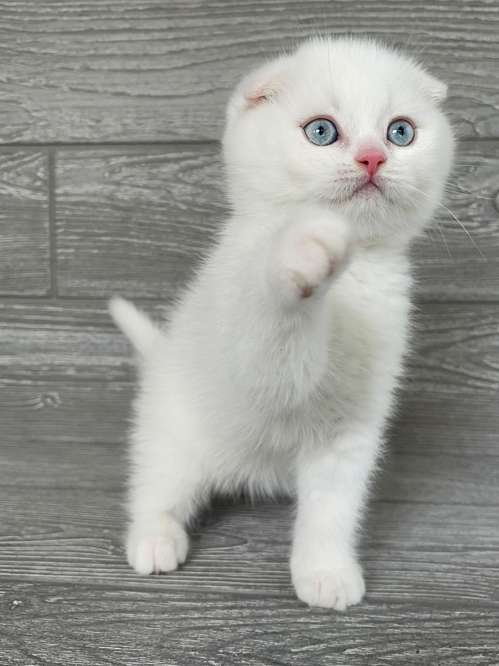 Thumbnail: "Alphie" Scottish Fold boy, White with Blue eyes (w617382)