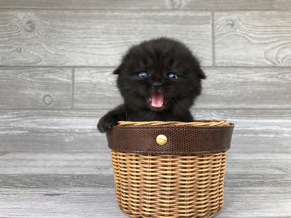 Thumbnail: "Artie", Scottish Fold boy, Black (n)