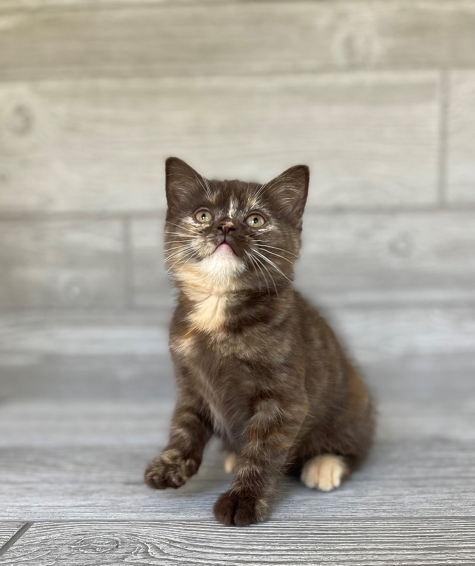 Thumbnail: "Ginger" Scottish Straight, GIRL. Chocolate Tortie (h627182)