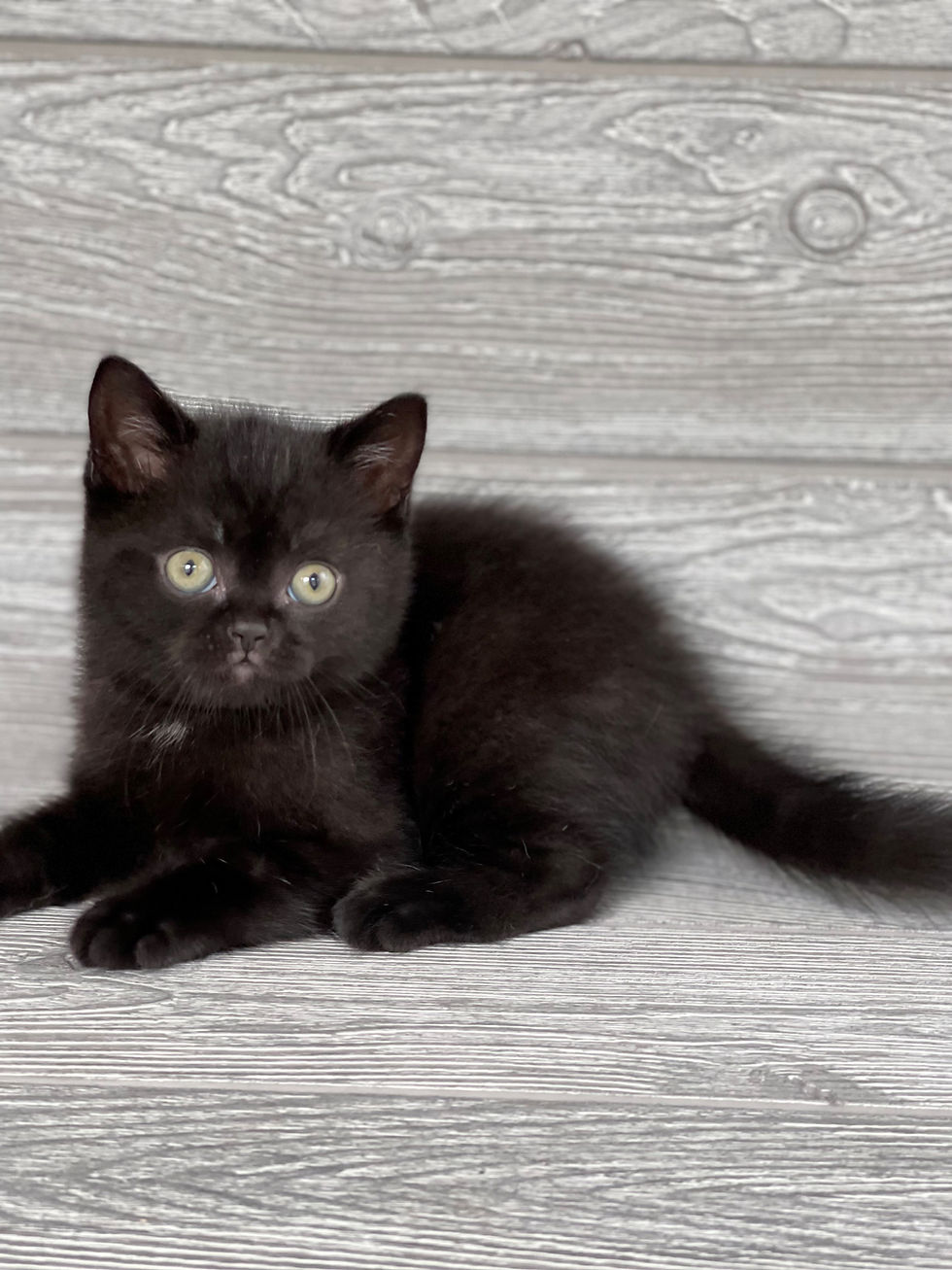 Thumbnail: "Thunder" Scottish Straight boy, Black (n627182)
