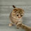 Thumbnail: "Zlata" Scottish Fold girl, Chocolate/Amber Spotted Torbie (ht24627382