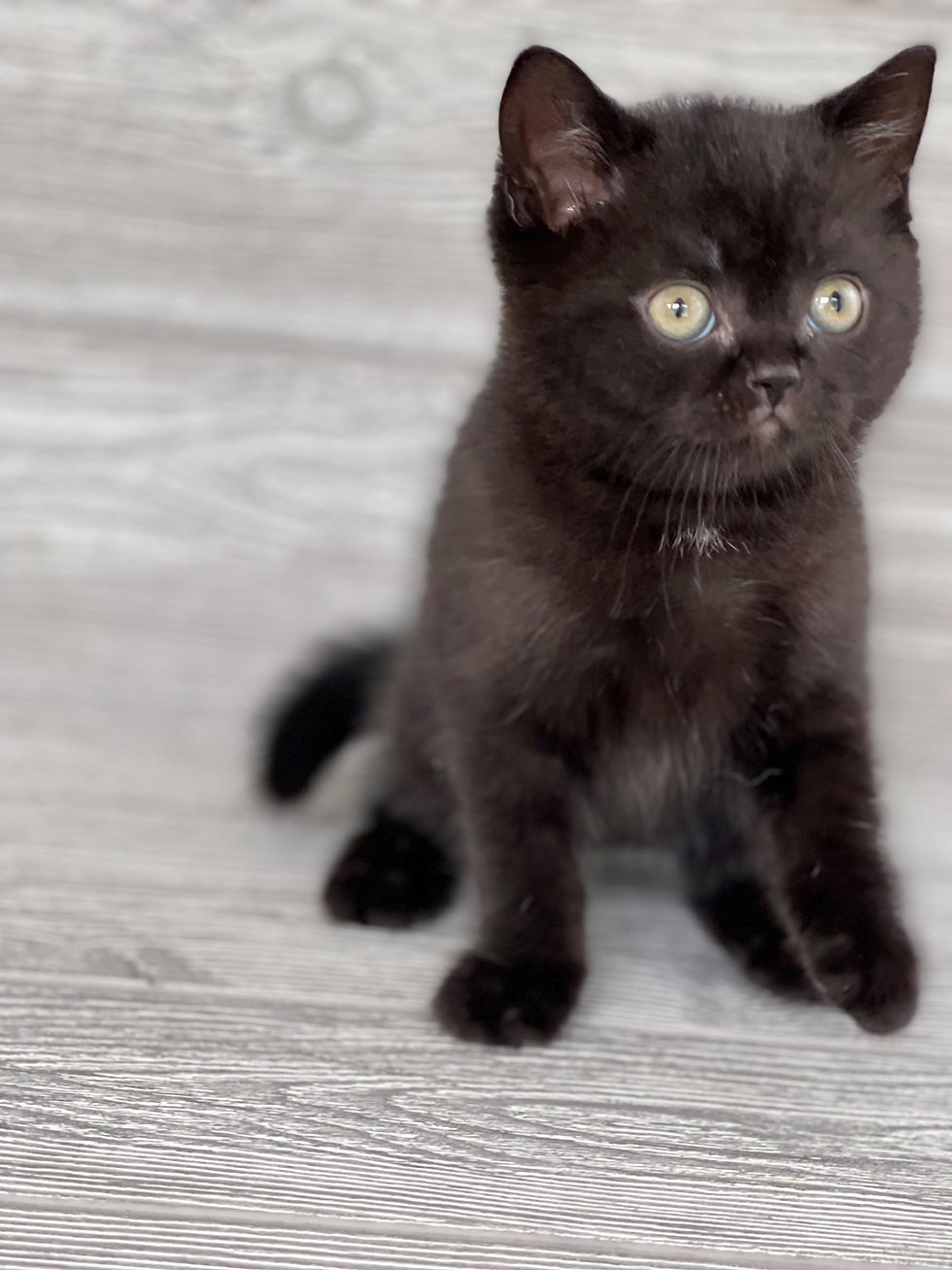 Thumbnail: "Thunder" Scottish Straight boy, Black (n627182)