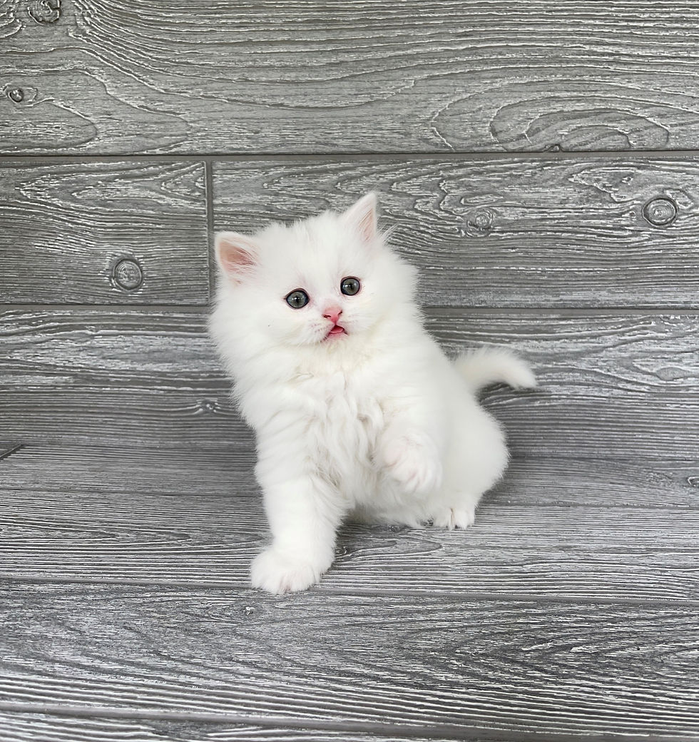 Thumbnail: "Apollo" Longhaired Scottish Straight boy, White (w627181)