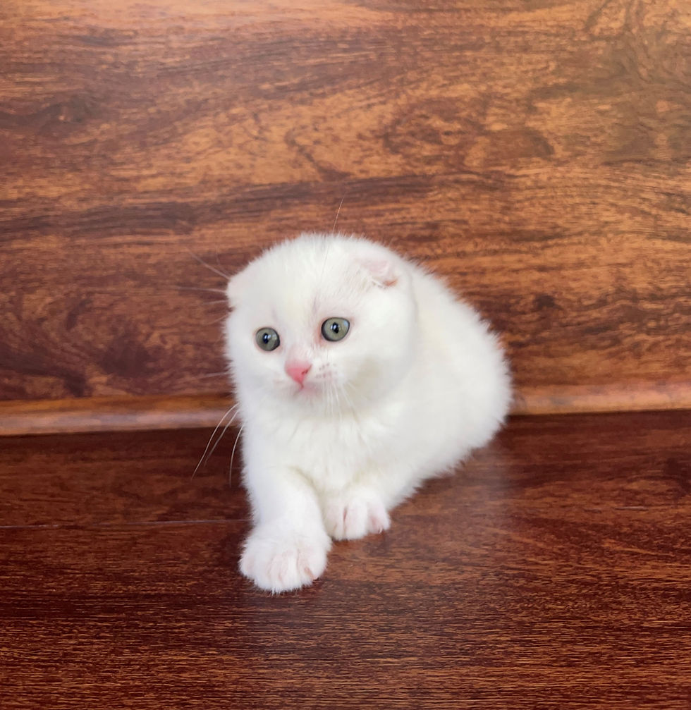 Thumbnail: "Umka", Scottish Fold boy, White (w)