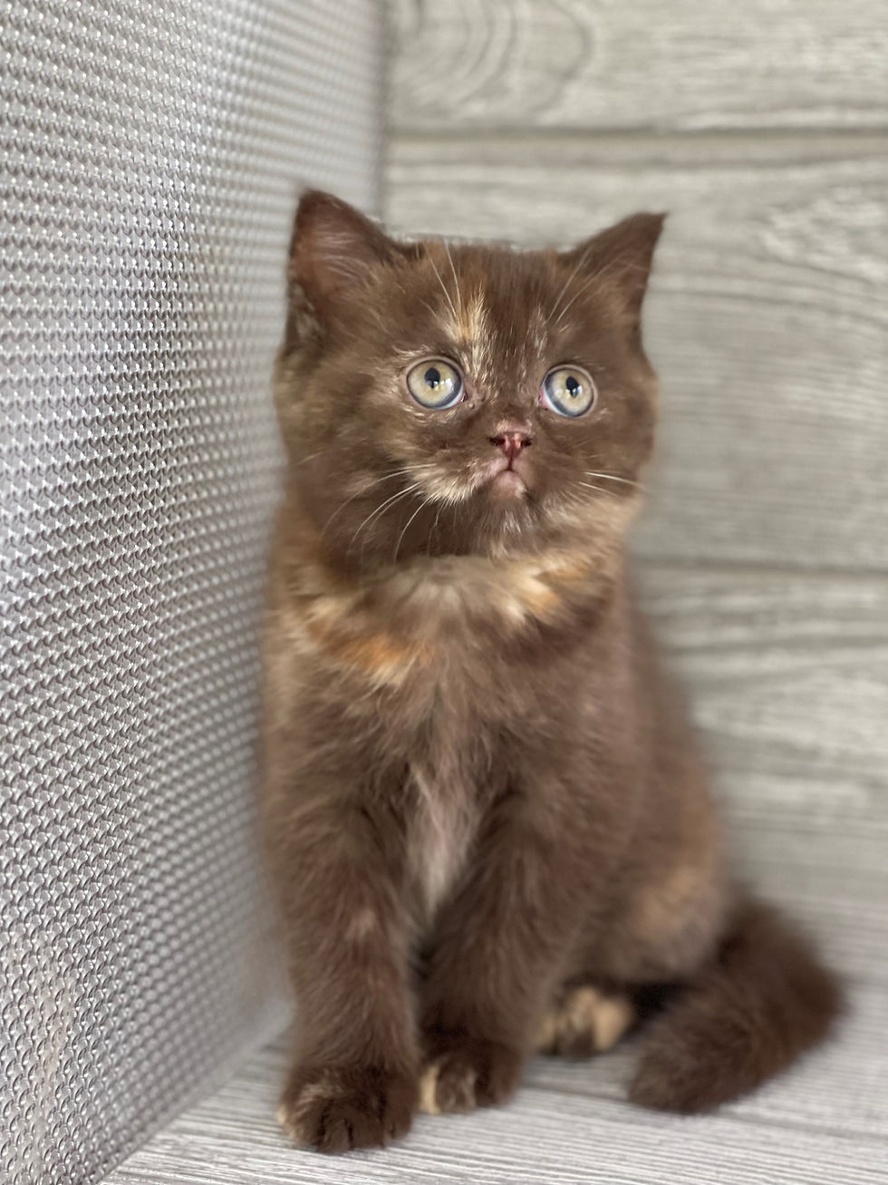 Thumbnail: "Ginger" Scottish Straight girl, Chocolate Tortoiseshell (h627182)