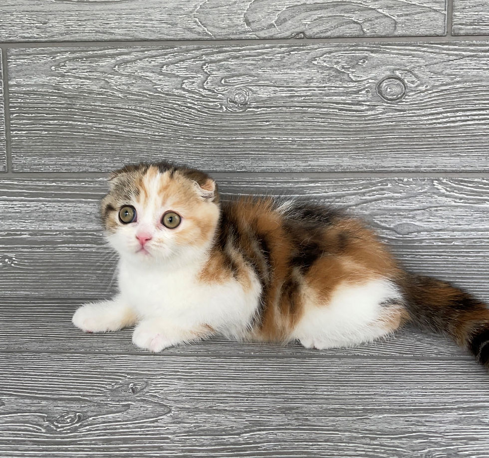 Thumbnail: Scottish Fold girl "Mango", Calico (f03627382)