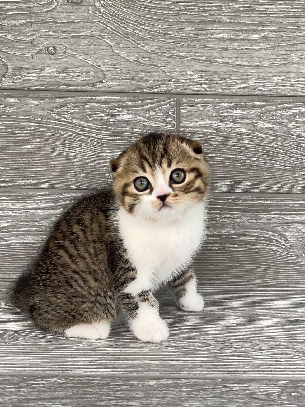Thumbnail: "Freddy" Scottish Fold boy, Black Spotted Tabby Bicolored, n0324
