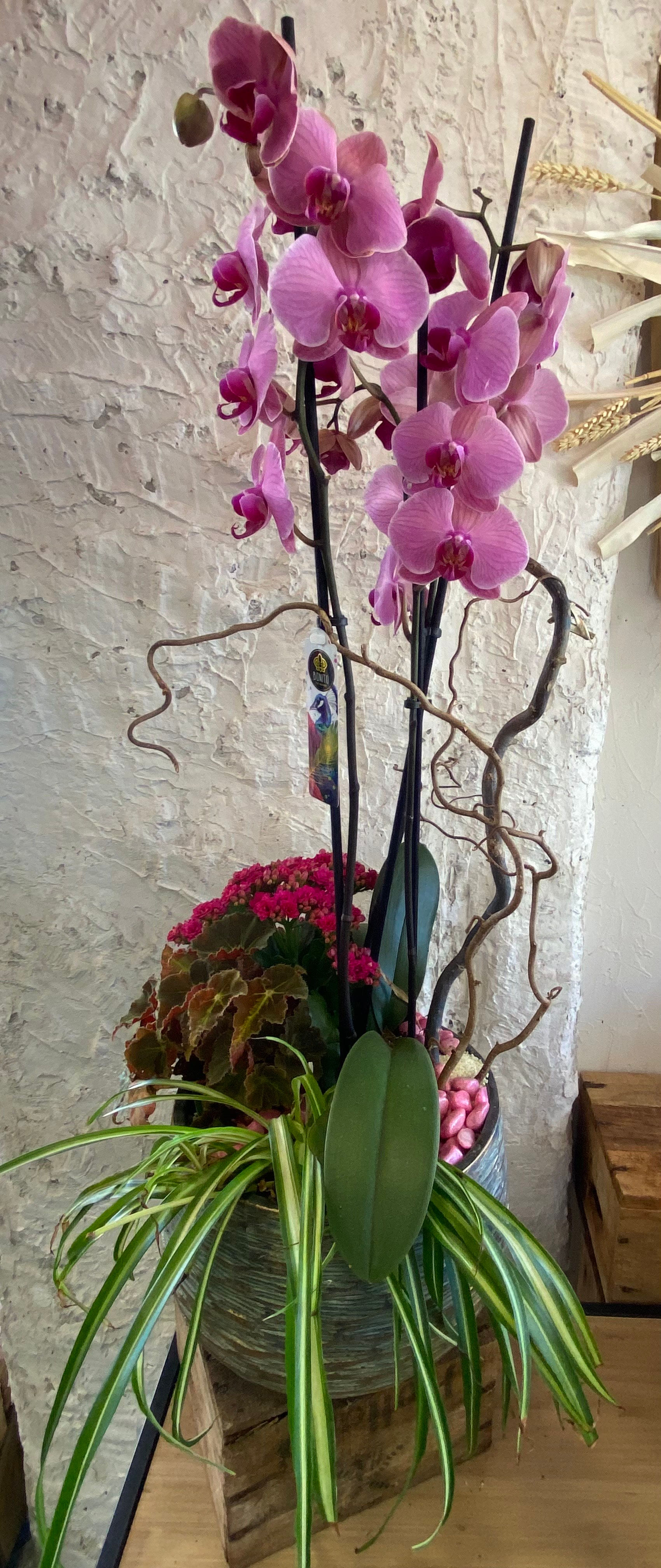 Composition plantes intérieures