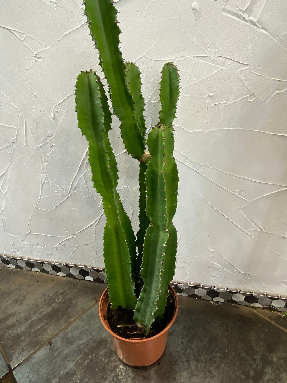 Cactus