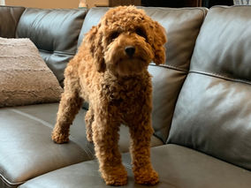 Cavapoo Puppy for sale