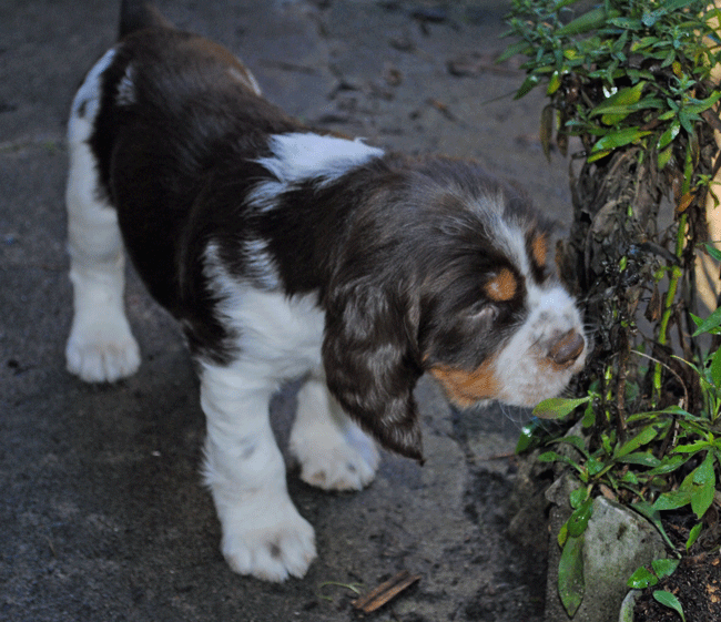Linus kennel Crowfields