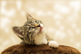 cat-4611189_1920.jpg