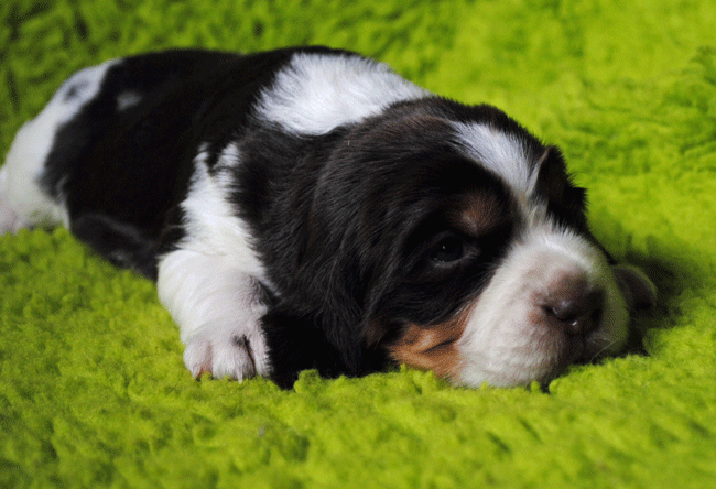 Linus kennel Crowfields
