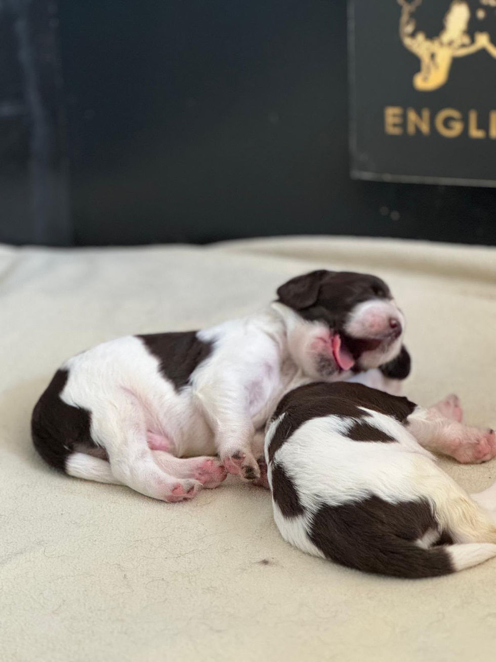 I Wurf Kennel Crowfield's
