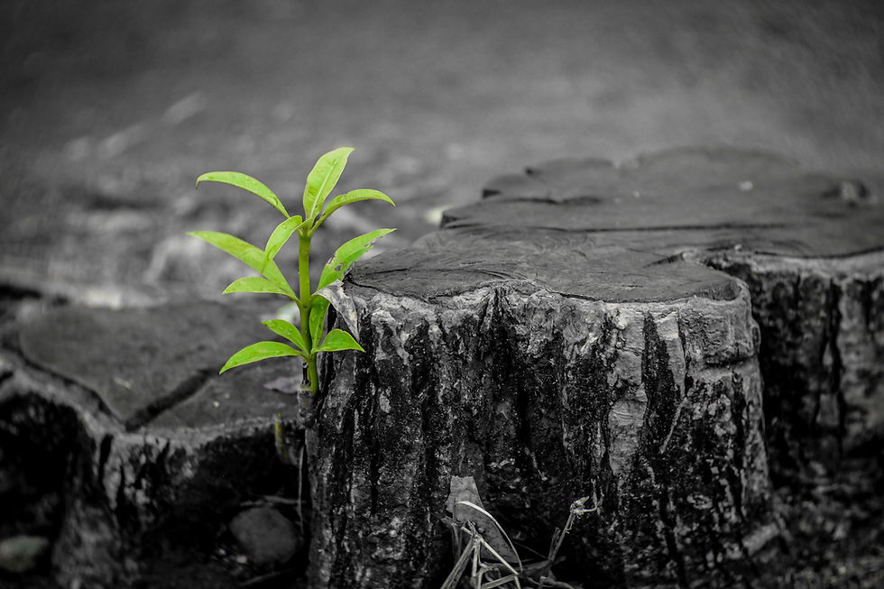 Green shoots on a black and white tree stump. Suggesting resilience