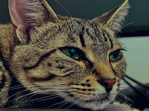 IMG_7667.jpeg