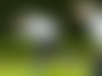 « Je suis trop vieux pour bouger »