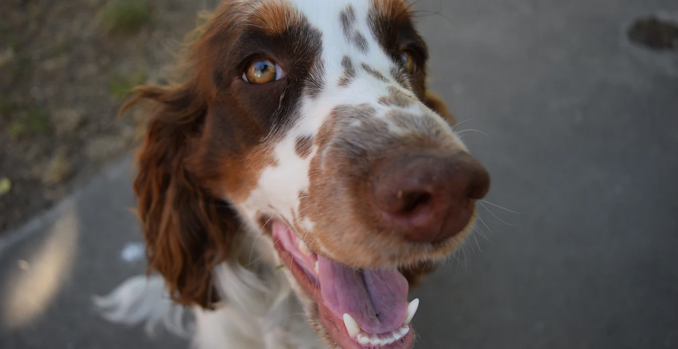 central valley springer spaniels