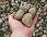 1" - 2" River Round Stone