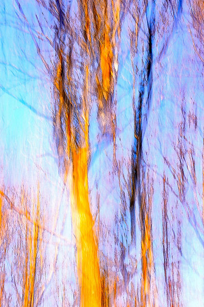 Baumstämme in kaltem Winterlicht - malerisch