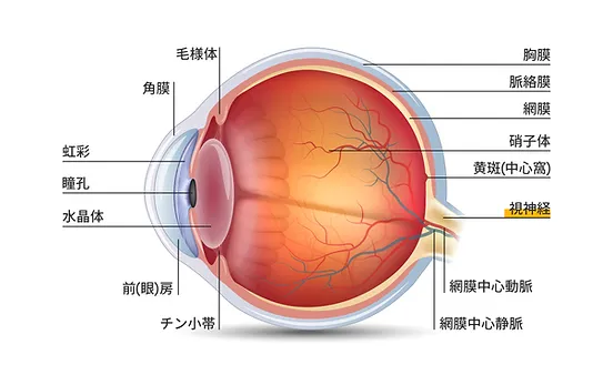 緑内障 宮本眼科 北九州市小倉北区の 宮本眼科 白内障 硝子体日帰り手術