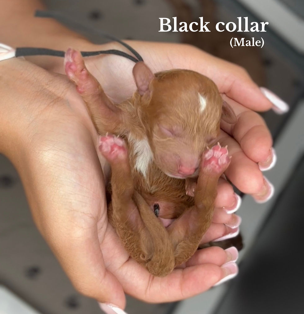 Black collar_edited.jpg