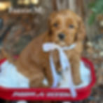 Red Australian Labradoodle Puppy