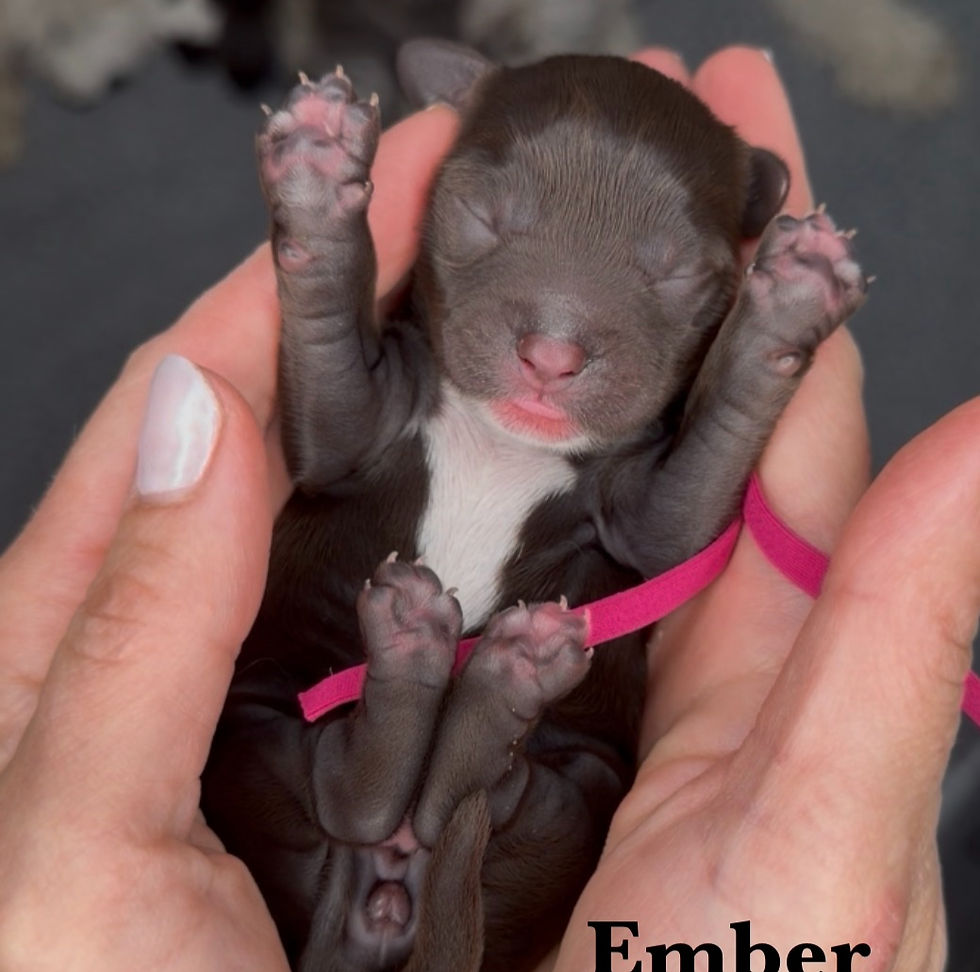 stormy1-ember_edited.jpg