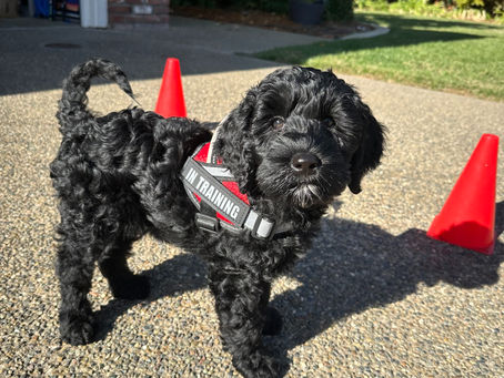 Are Goldendoodles Good Therapy Dogs?