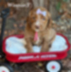 Caramel Red Australian Labradoodle Puppy