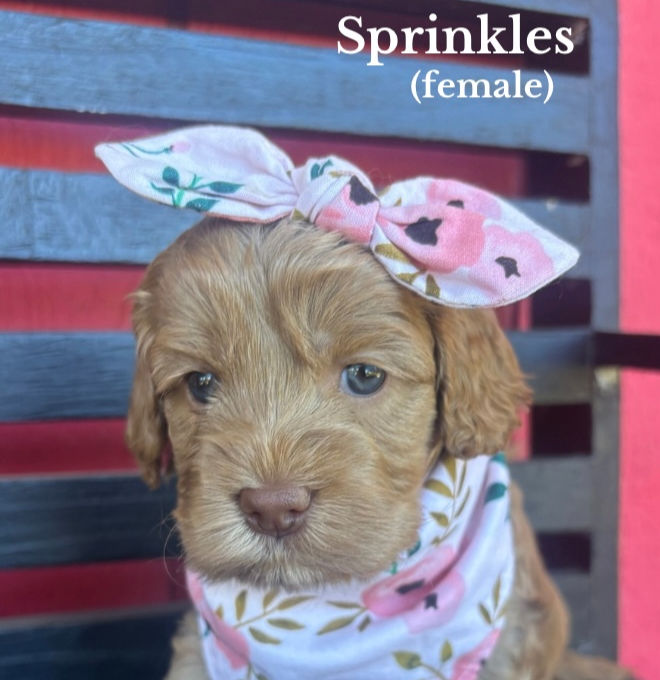 Australian Labradoodle Puppy
