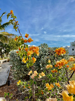 Robust Flowers