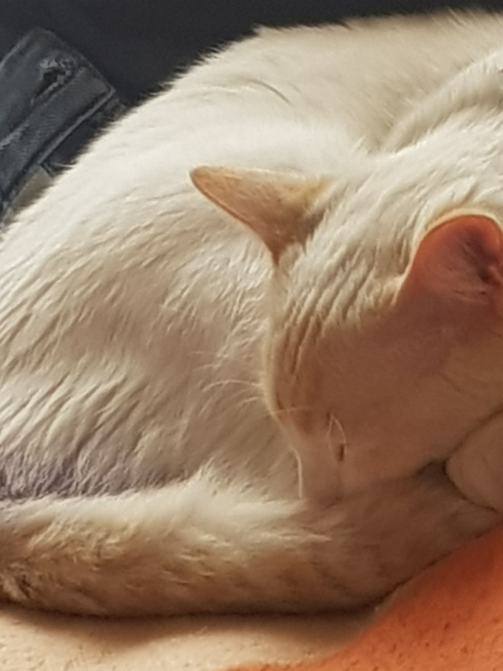 LOS CÍRCULOS DEL INFIERNO 