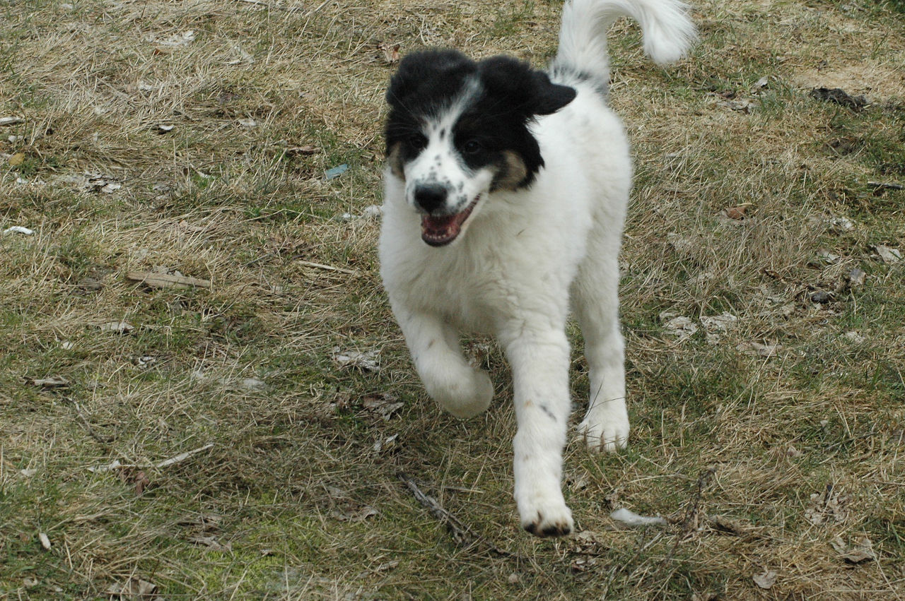 tornjak