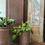 Thumbnail: Rare Robert Maxwell & David Cressey Planter for Earthgender two enlighten with plant wide