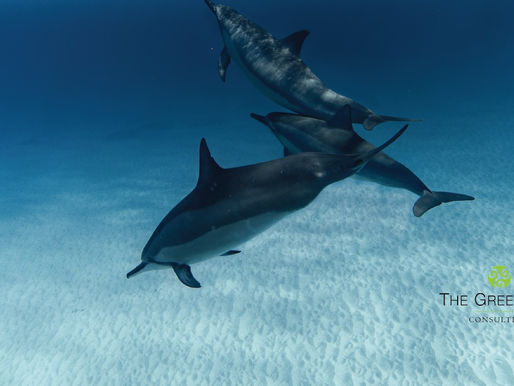 5 grandes problemas que a humanidade tem causado nos Oceanos