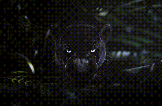 Panther-6.gif