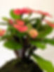 IMG_9071.jpeg