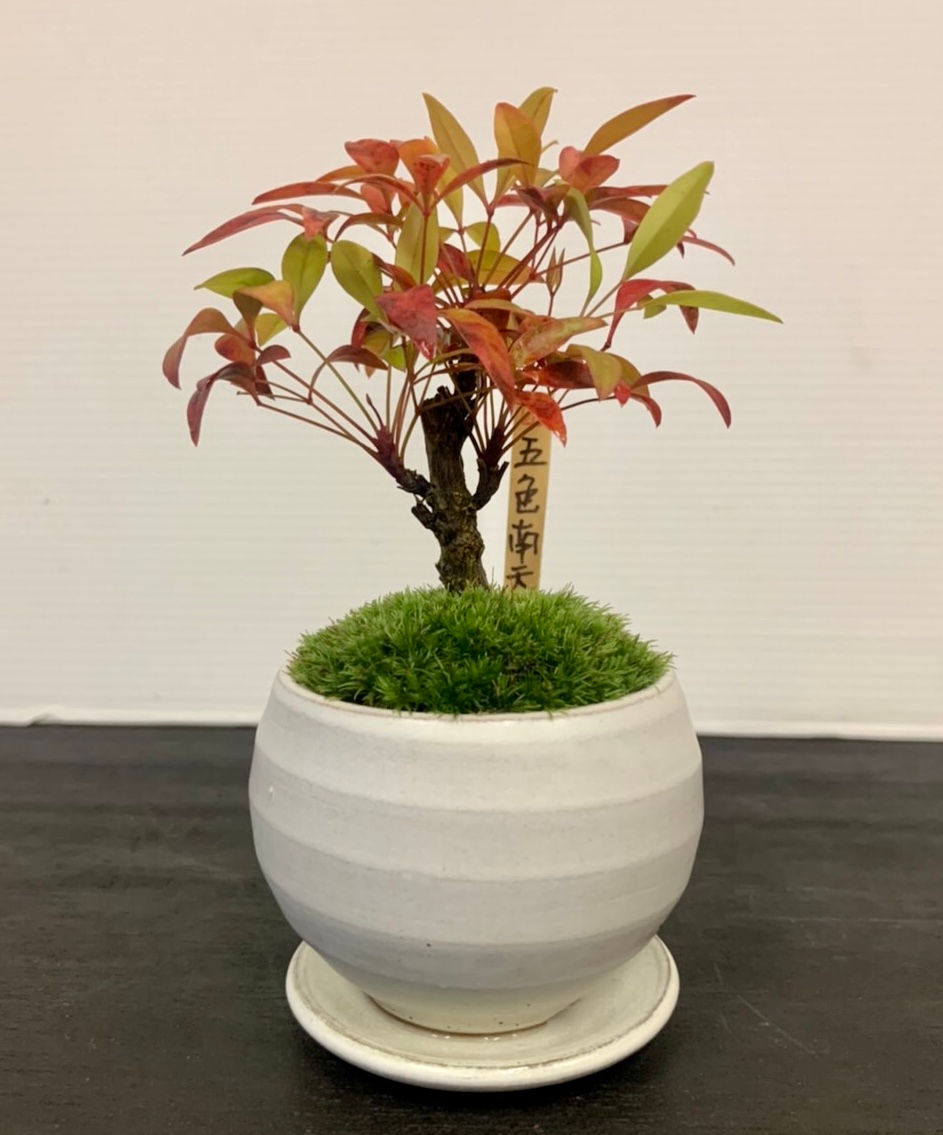 盆栽屋大和】黒松 南天 取りに来れる方大歓迎 自社配送も可 正月